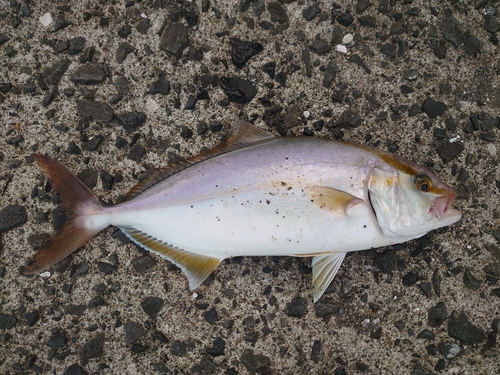 カンパチの釣果