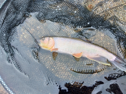 ケタバスの釣果