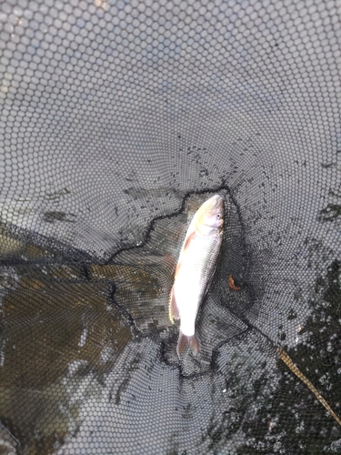 ケタバスの釣果