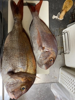 タイの釣果