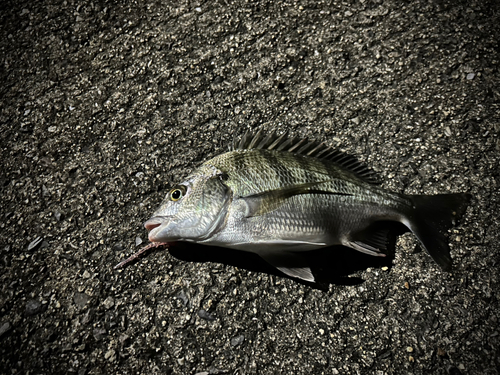 メイタの釣果