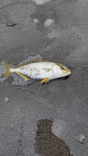 ショゴの釣果