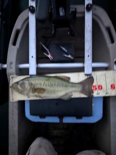 ブラックバスの釣果