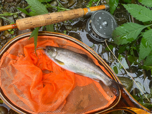 ニジマスの釣果