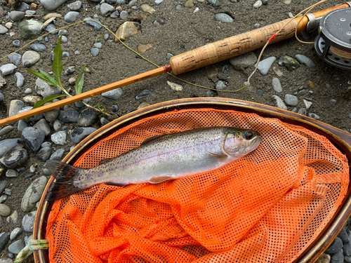 ニジマスの釣果