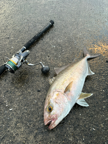 カンパチの釣果