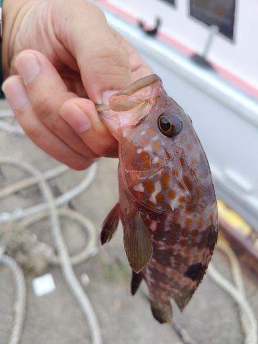 キジハタの釣果