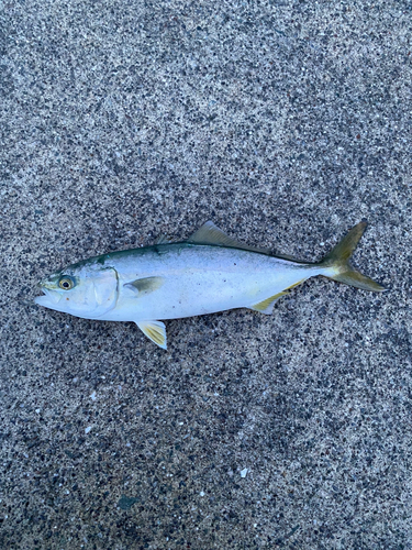 ショゴの釣果