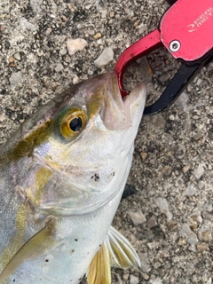 ショゴの釣果