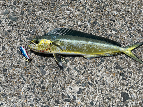 アラカブの釣果