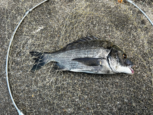 クロダイの釣果