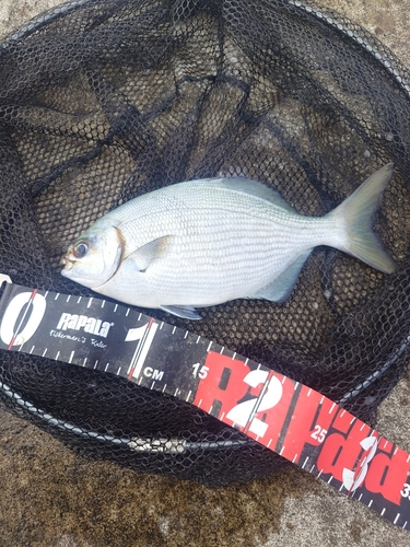 イスズミの釣果