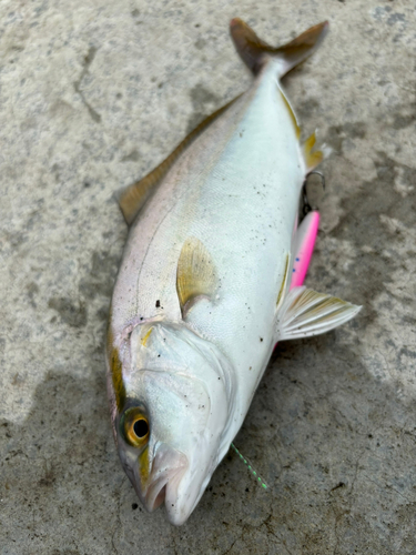 ショゴの釣果