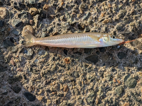 キスの釣果