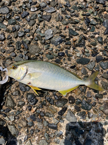 カンパチの釣果