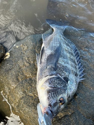 チヌの釣果