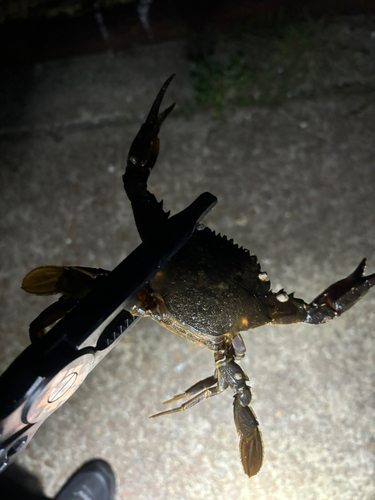 カニの釣果