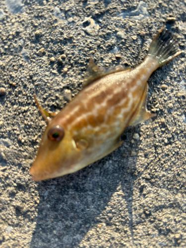 カワハギの釣果