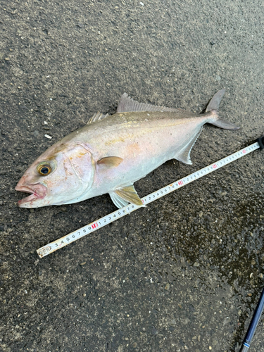 ネリゴの釣果