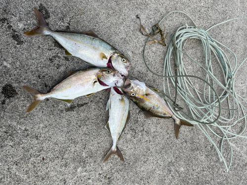 ショゴの釣果