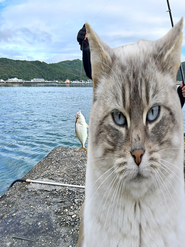 ショゴの釣果