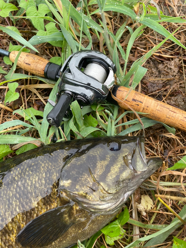 スモールマウスバスの釣果