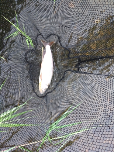 ケタバスの釣果