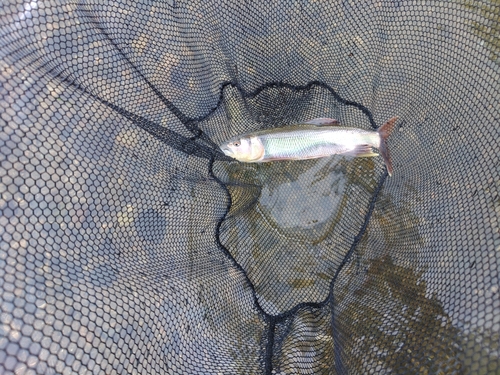 ケタバスの釣果