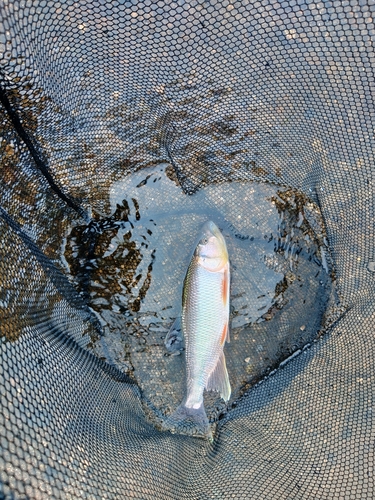 ケタバスの釣果