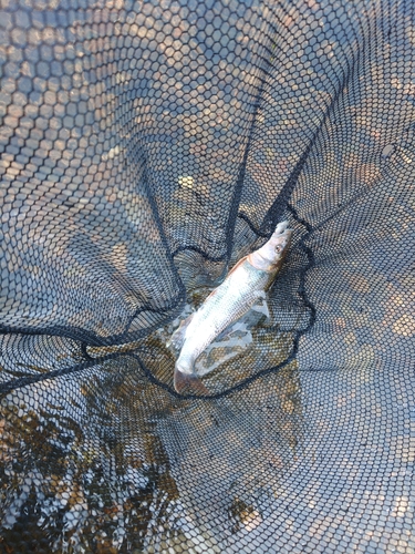 ケタバスの釣果