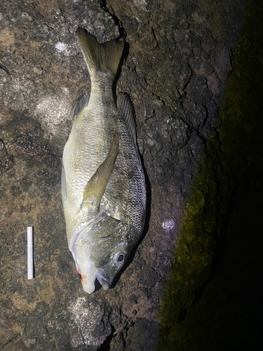 タイの釣果