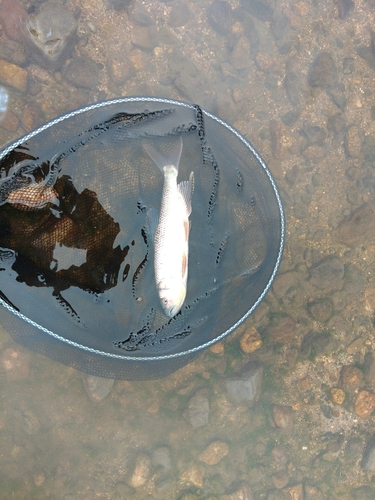 ケタバスの釣果