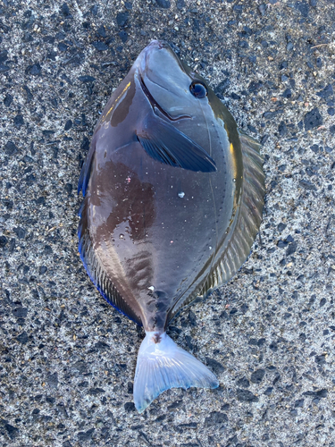 ニザダイの釣果