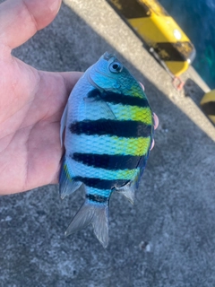 オヤビッチャの釣果