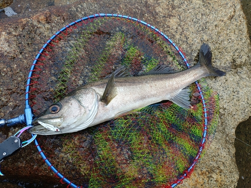 フッコ（マルスズキ）の釣果