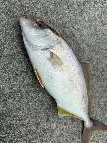 ショゴの釣果