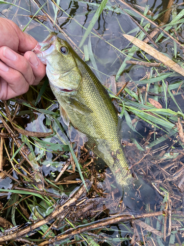 ラージマウスバスの釣果