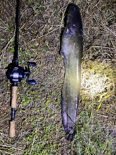 ナマズの釣果