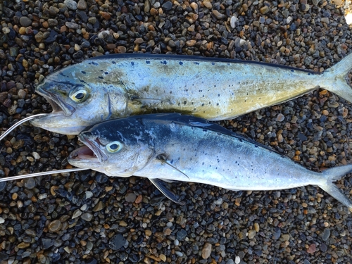 シイラの釣果