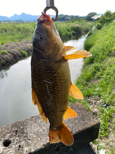 コイの釣果