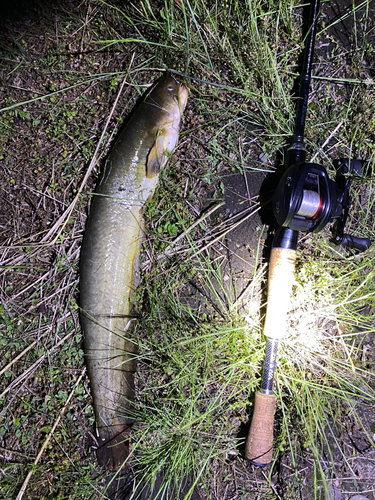 ナマズの釣果