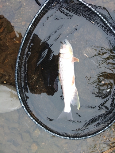 ケタバスの釣果