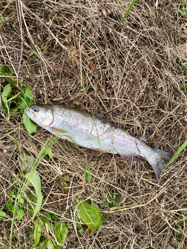 ニジマスの釣果