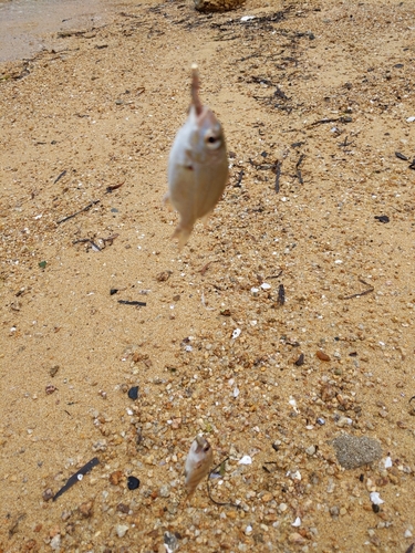 タイの釣果