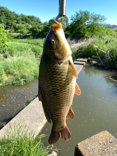 コイの釣果