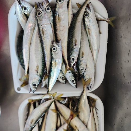 サバの釣果