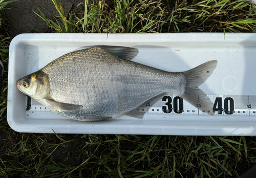 ダントウボウの釣果