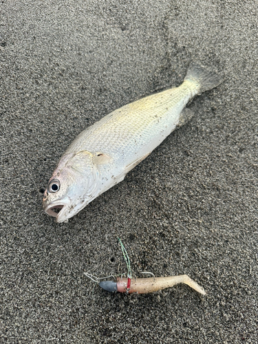 イシモチの釣果