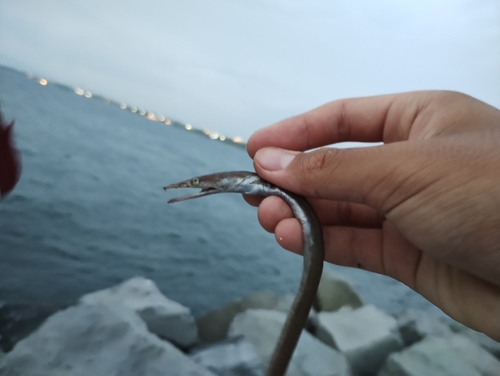 ダイナンウミヘビの釣果