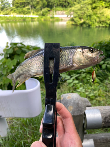 ハスの釣果